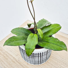 10 - 20cm Hoya Erythrina 10.5cm Pot House Plant