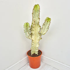 70 - 80 cm Euphorbia Sieboldiana Erytrea Variegata Cactus House Plant 24cm Pot