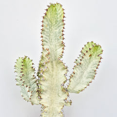 70 - 80 cm Euphorbia Sieboldiana Erytrea Variegata Cactus House Plant 24cm Pot