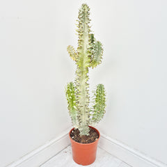 55 - 65 cm Euphorbia Sieboldiana Erytrea Variegata Cactus House Plant 21cm Pot