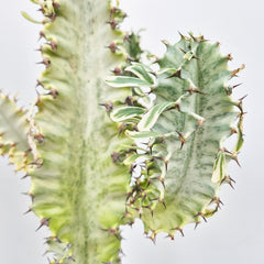 55 - 65 cm Euphorbia Sieboldiana Erytrea Variegata Cactus House Plant 21cm Pot