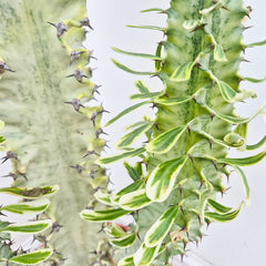 55 - 65 cm Euphorbia Sieboldiana Erytrea Variegata Cactus House Plant 21cm Pot