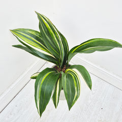65 - 75cm Variegated Aspidistra Elatior Cast Iron Plant 17cm Pot House Plant