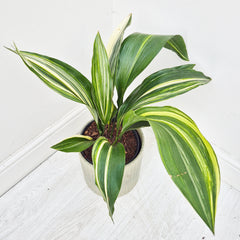 65 - 75cm Variegated Aspidistra Elatior Cast Iron Plant 17cm Pot House Plant