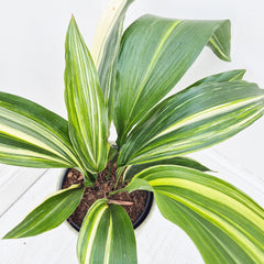 65 - 75cm Variegated Aspidistra Elatior Cast Iron Plant 17cm Pot House Plant