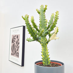 35 - 45 cm Euphorbia Mayuranthii Variegata Cactus House Plant 17cm Pot