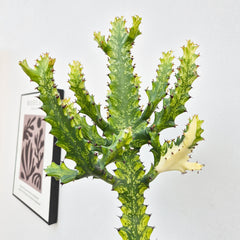 35 - 45 cm Euphorbia Mayuranthii Variegata Cactus House Plant 17cm Pot