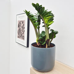 45 - 50cm Zamioculcas Zenzi ZZ Plant 17cm Pot House Plant