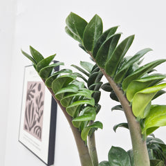 45 - 50cm Zamioculcas Zenzi ZZ Plant 17cm Pot House Plant