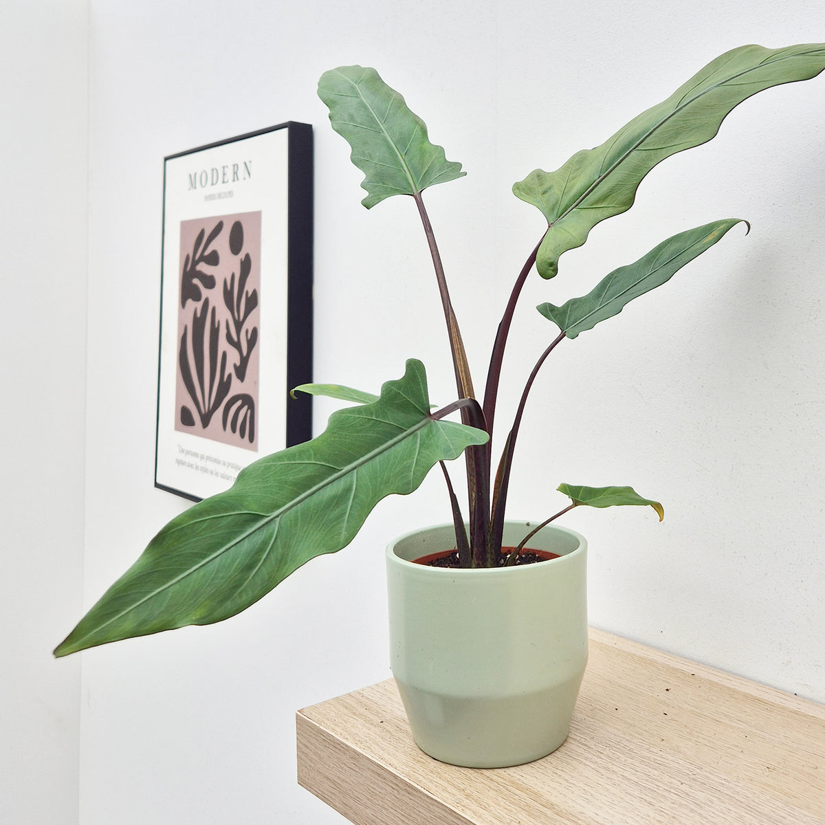 20 - 30cm Alocasia Lauterbachiana House Plant 10,5 cm Pot