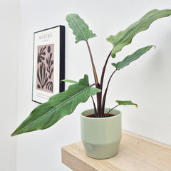 20 - 30cm Alocasia Lauterbachiana House Plant 10,5 cm Pot