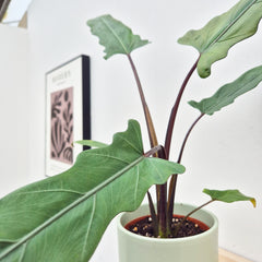 20 - 30cm Alocasia Lauterbachiana House Plant 10,5 cm Pot