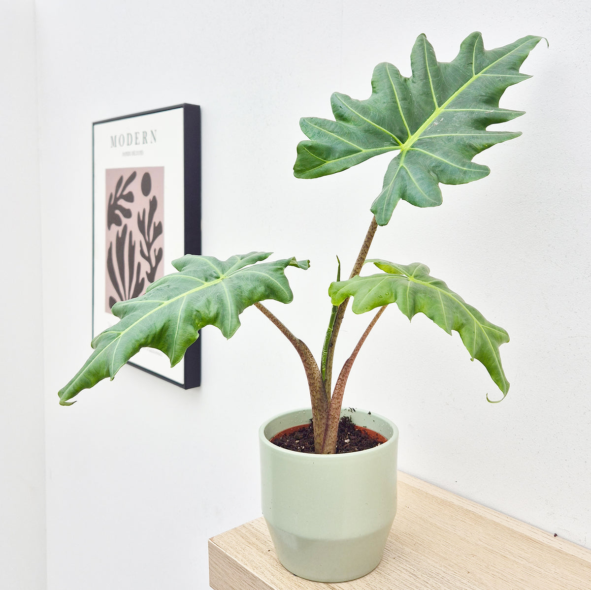 20 - 30cm Alocasia Mandalay House Plant 10,5 cm Pot