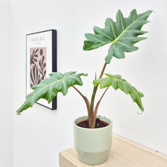 20 - 30cm Alocasia Mandalay House Plant 10,5 cm Pot