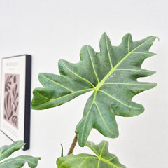 20 - 30cm Alocasia Mandalay House Plant 10,5 cm Pot