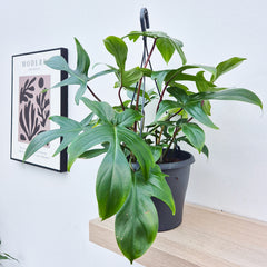 31 - 45cm Philodendron Florida Green 21cm Hanging Pot House Plant