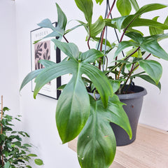 31 - 45cm Philodendron Florida Green 21cm Hanging Pot House Plant