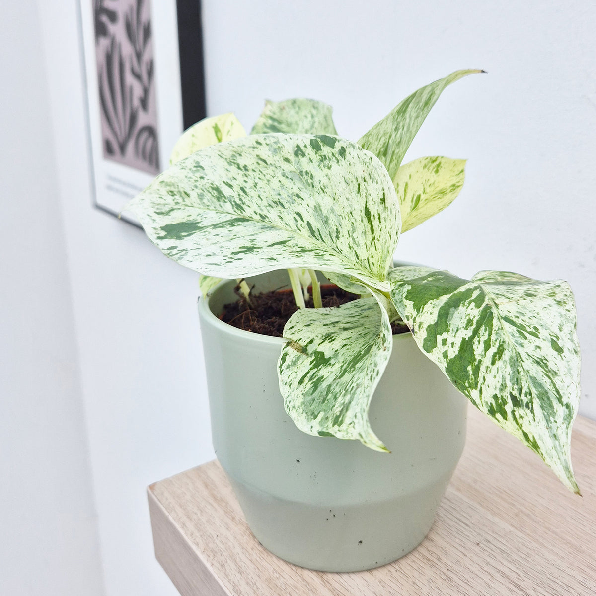 10 - 20cm Epipremnum Snow Leopard Pothos 12cm Pot House Plant