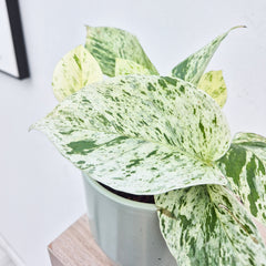 10 - 20cm Epipremnum Snow Leopard Pothos 12cm Pot House Plant