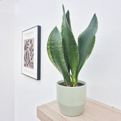 25 - 35cm Sansevieria Trifasciata Grey Stripe Snake Plant 12cm Pot House Plant