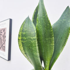 25 - 35cm Sansevieria Trifasciata Grey Stripe Snake Plant 12cm Pot House Plant