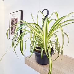 20 - 30cm Variegated Chlorophytum Comosum in Hanging 14cm Pot