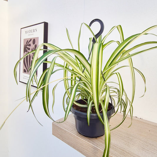 20 - 30cm Variegated Chlorophytum Comosum in Hanging 14cm Pot