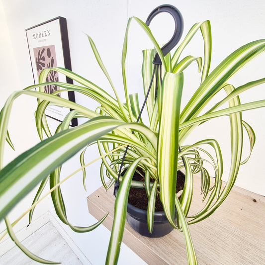 20 - 30cm Variegated Chlorophytum Comosum in Hanging 14cm Pot