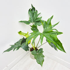 75 - 95cm Philodendron African Fantasy 19cm Pot House Plant