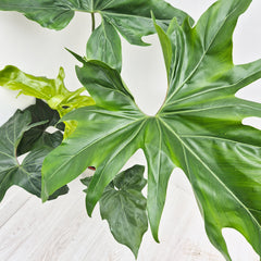 75 - 95cm Philodendron African Fantasy 19cm Pot House Plant