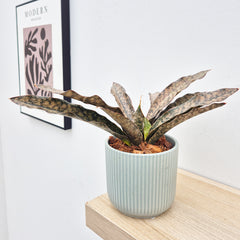 20 - 30cm Sansevieria Coppertone House Plant in 12cm Pot