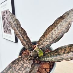 20 - 30cm Sansevieria Coppertone House Plant in 12cm Pot