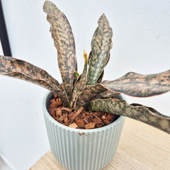 20 - 30cm Sansevieria Coppertone House Plant in 12cm Pot