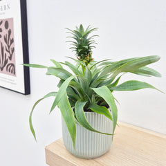 20 - 30cm Pineapple Plant Ananas Corona 12cm Pot House Plant