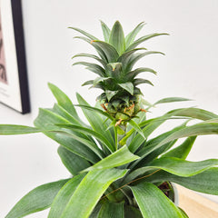 20 - 30cm Pineapple Plant Ananas Corona 12cm Pot House Plant