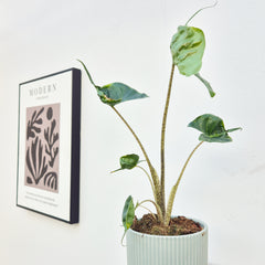 20 - 30cm Alocasia Stingray House Plant 10,5 cm Pot