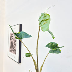 20 - 30cm Alocasia Stingray House Plant 10,5 cm Pot