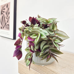 15 - 20cm Tradescantia Zebrina House Plant 12cm Pot