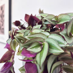 15 - 20cm Tradescantia Zebrina House Plant 12cm Pot