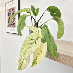 20 - 30cm Monstera Laniata Mint House Plant 12cm Pot
