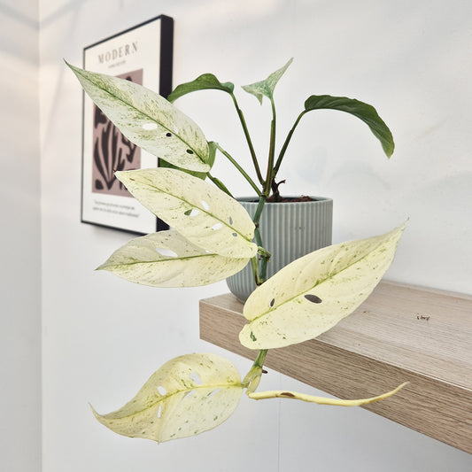 20 - 30cm Monstera Laniata Mint House Plant 12cm Pot