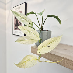 20 - 30cm Monstera Laniata Mint House Plant 12cm Pot