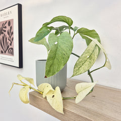 20 - 30cm Monstera Laniata Mint House Plant 12cm Pot