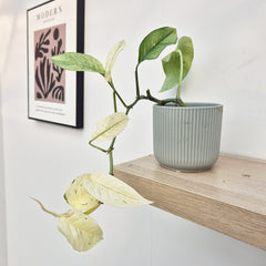 20 - 30cm Monstera Laniata Mint House Plant 12cm Pot