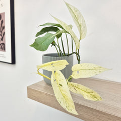 20 - 30cm Monstera Laniata Mint House Plant 12cm Pot