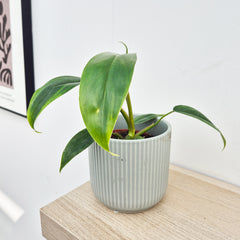 15 - 20cm Philodendron 96898 House Plant 10.5cm Pot