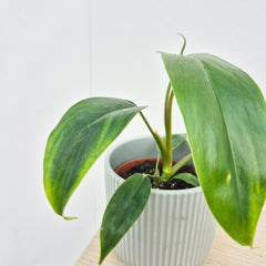15 - 20cm Philodendron 96898 House Plant 10.5cm Pot