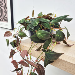 20 - 30cm Micans Pothos Epipremnum House Plant 23cm Bowl