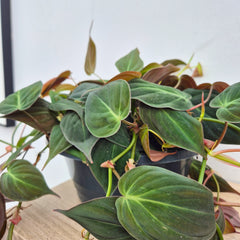 20 - 30cm Micans Pothos Epipremnum House Plant 23cm Bowl