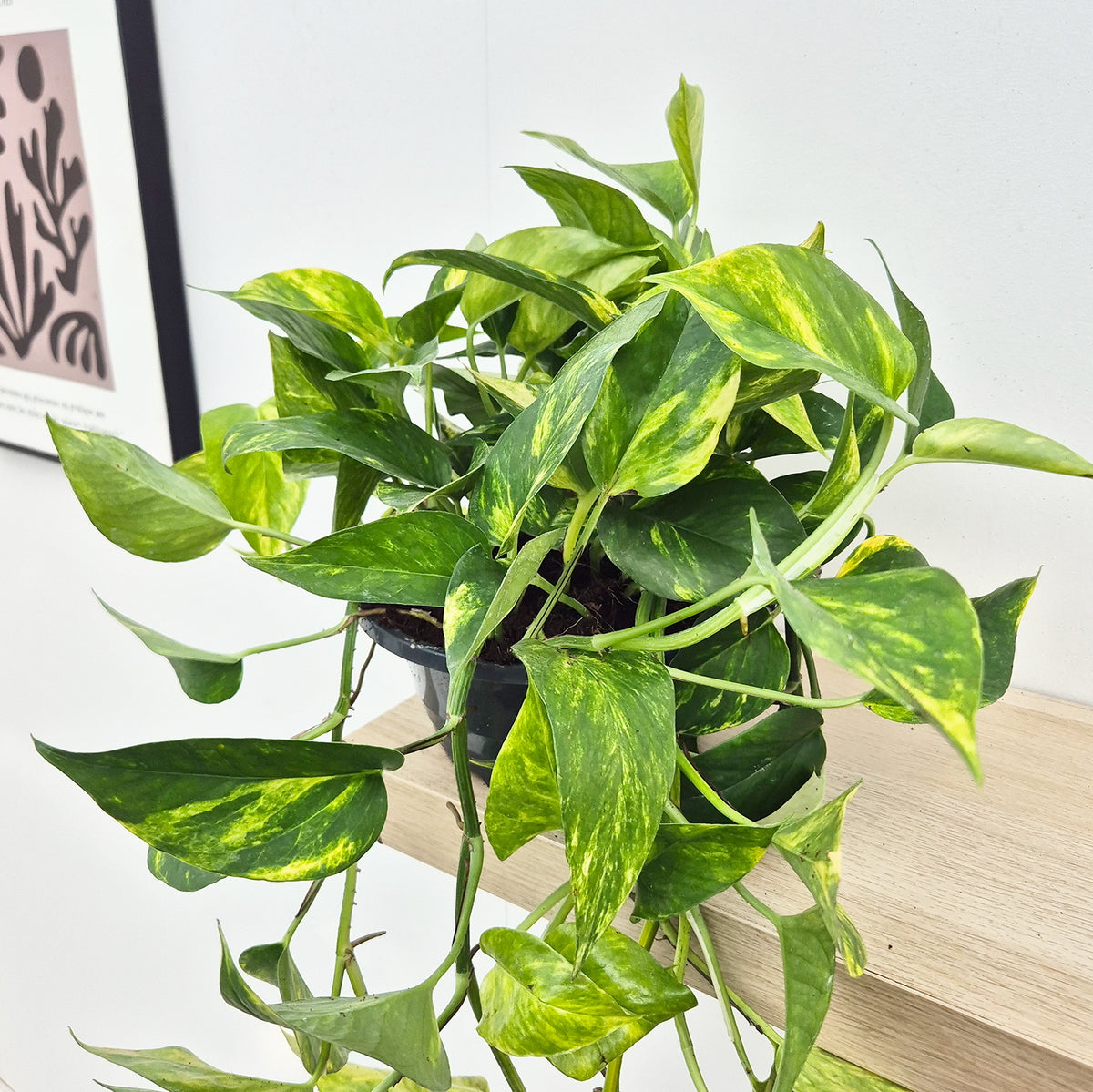20 - 30cm Aureum Pothos Epipremnum House Plant 23cm Bowl